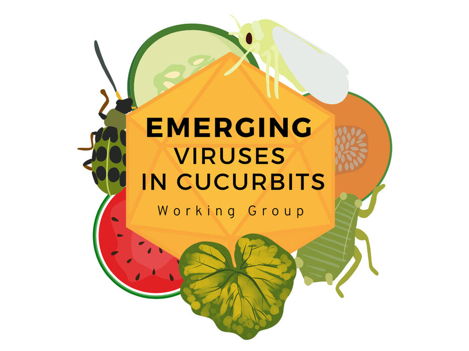 Emerging Viruses in Cucurbits Working Group logo.