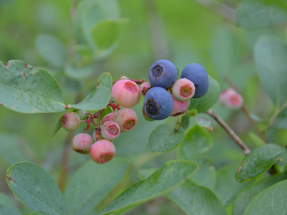 A closeup of blueberries on the bush.