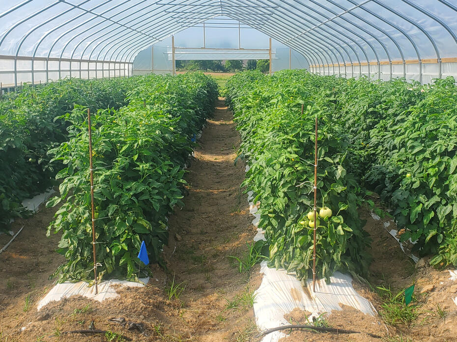 Plants grow in rows inside a greenhouse.
