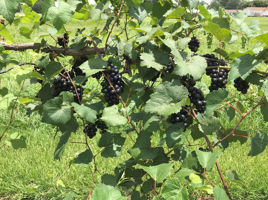 Black grapes grow in bunches on a vine.