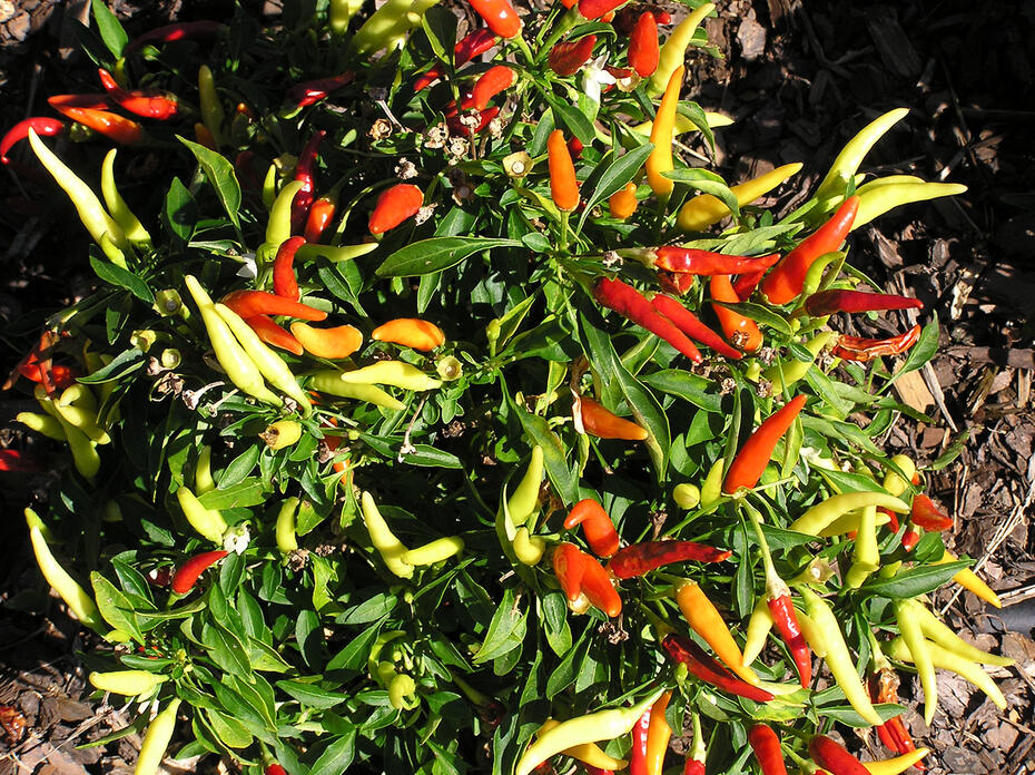 A pepper plant is shown in the garden.