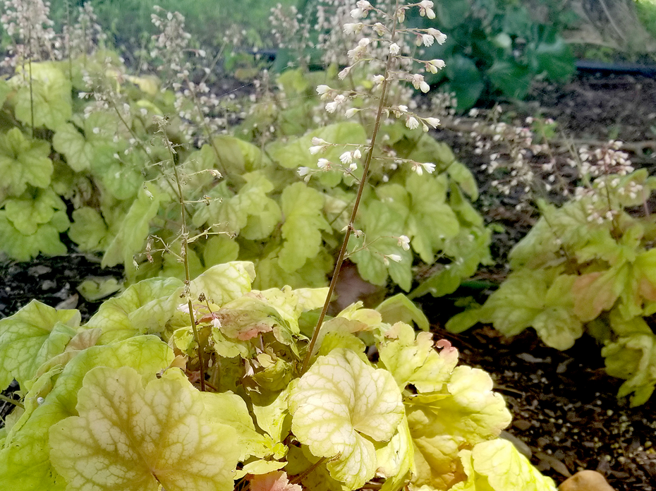 A plant with light green leaves and white flowers on tall stems grows in the shade under a tree.  