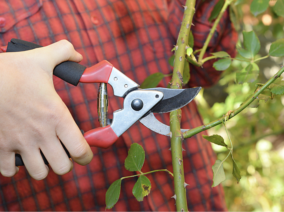 close up of a person pruning a branch with pruning sheers
