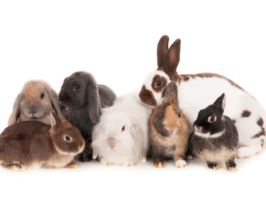 A group of seven rabbits from different breeds.