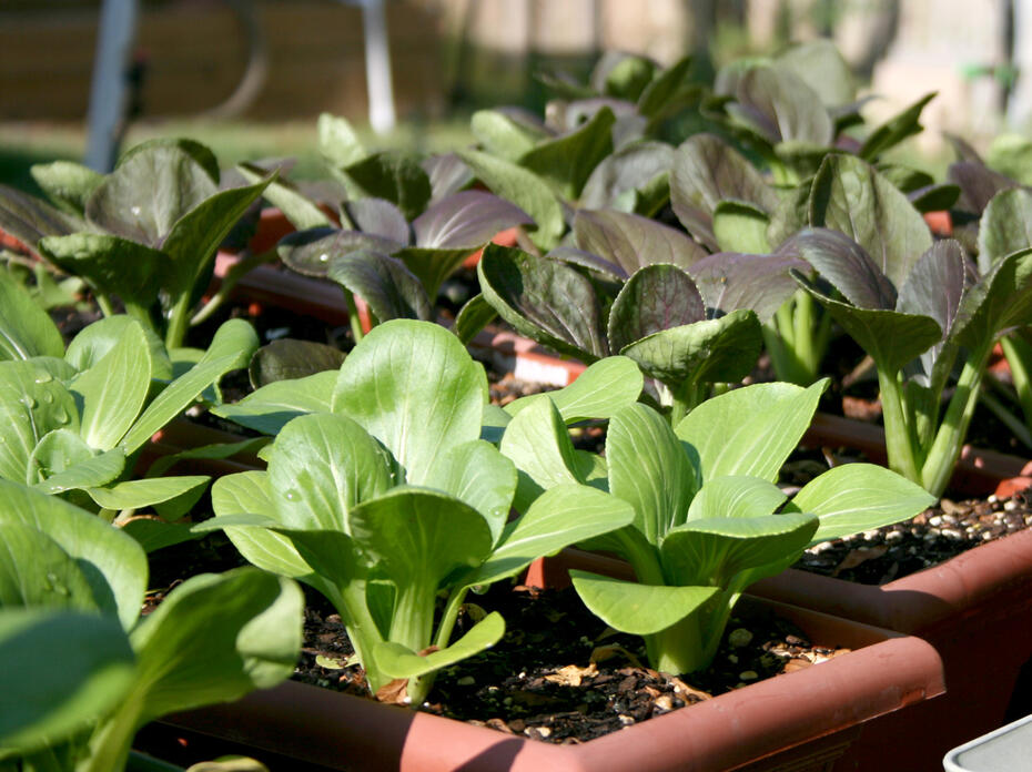 Miniature green bok choi plants grow in small window box containers.
