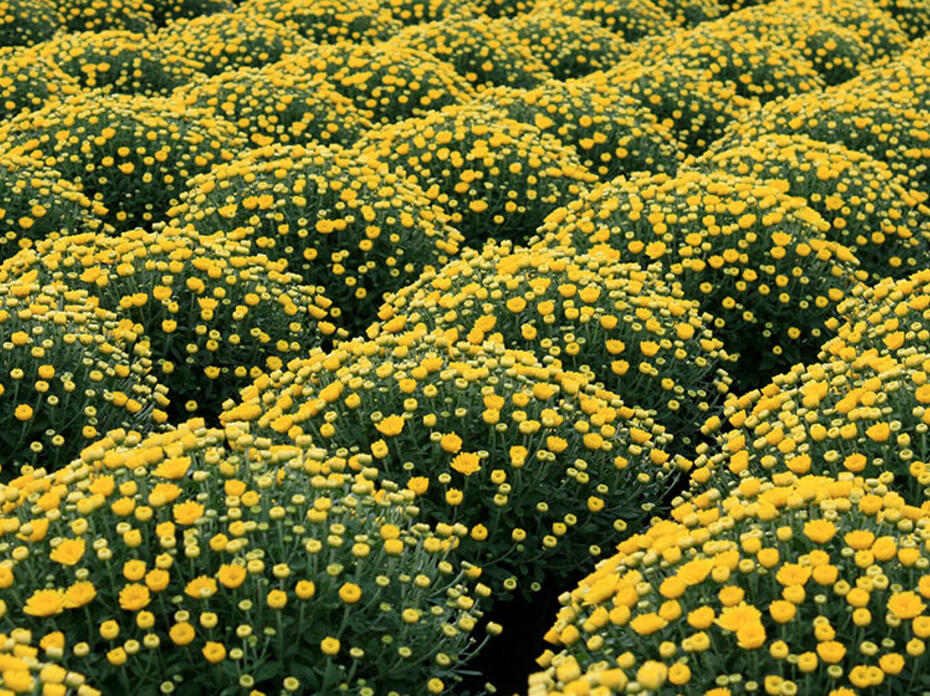 Rows of yellow mums.