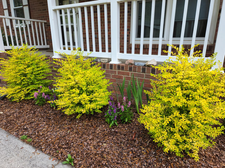 Three yellow shrubs grow in front of white railing.