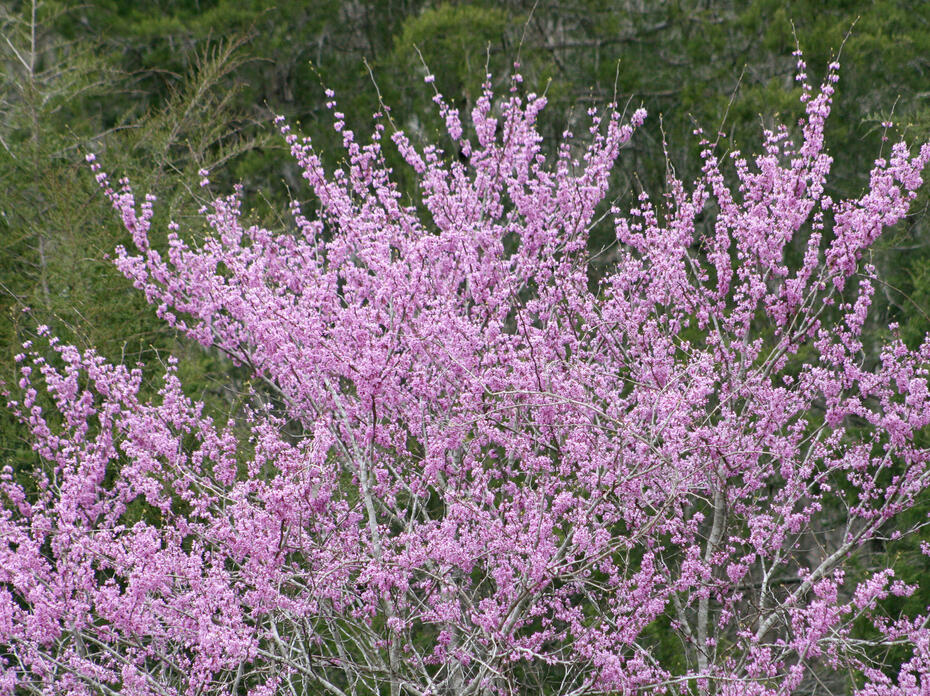Eastern Redbud Tree with pink flowers.