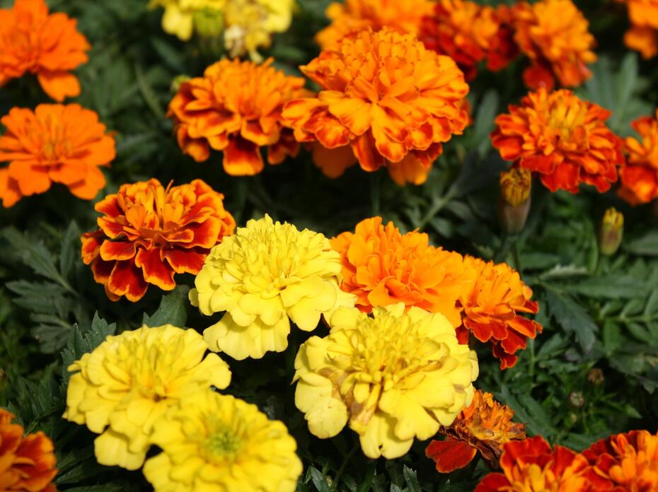 Close-up shot of yellow, orange, and two-toned marigold blooms of red and orange. (Photo by Gary Bachman