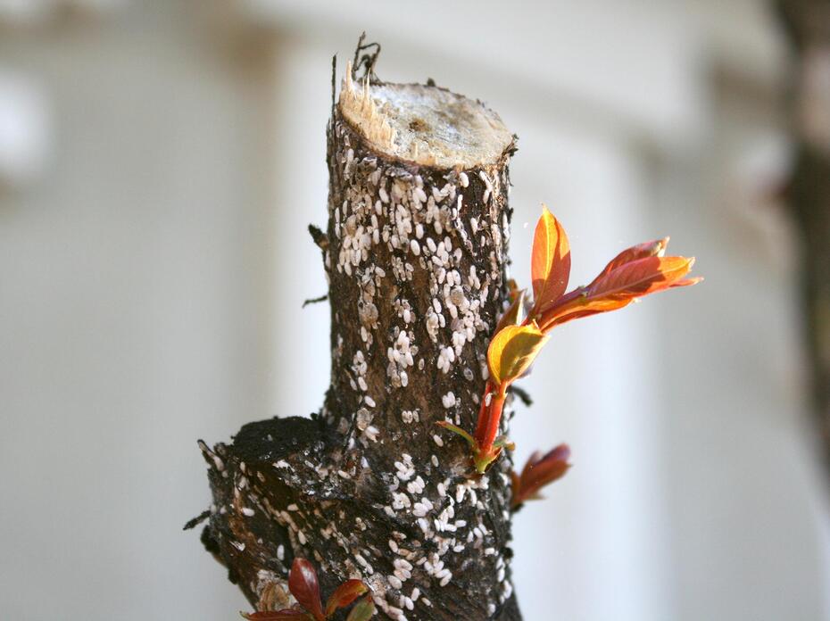 Small white dots appear on a pruned crape myrtle branch.