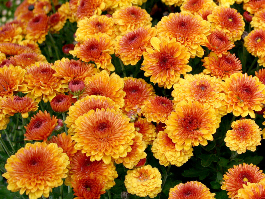 A group of yellow, orange and red flowers.