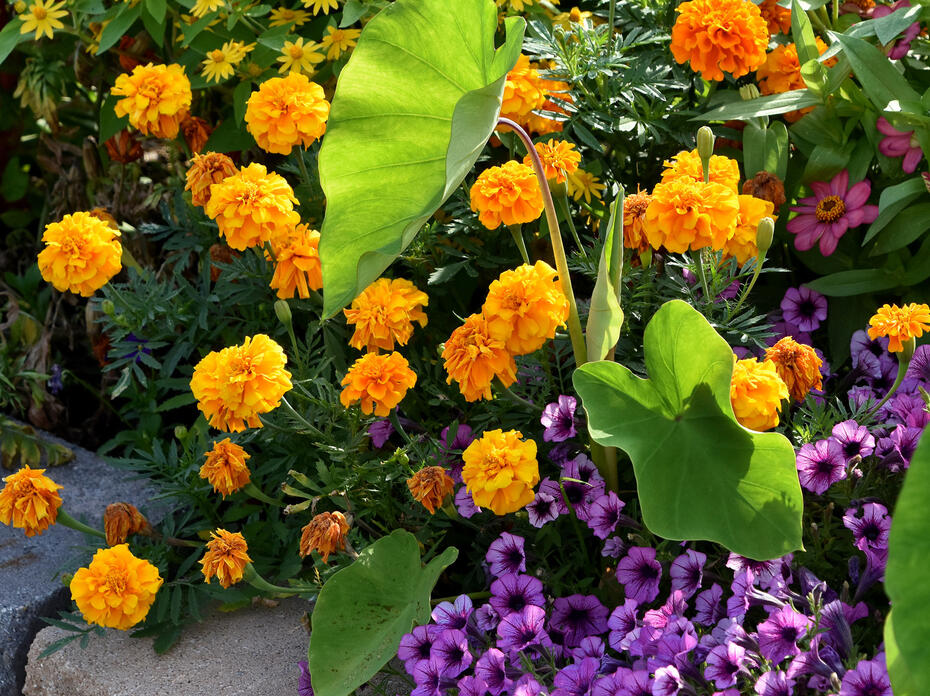 marigolds planted with other ornamentals.