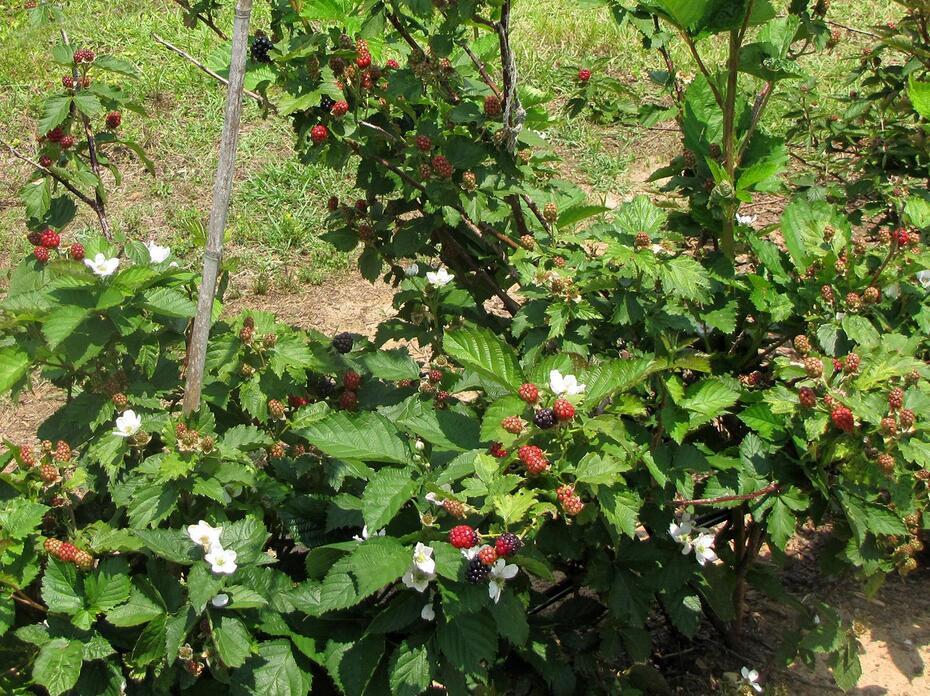 Blackberries growing.