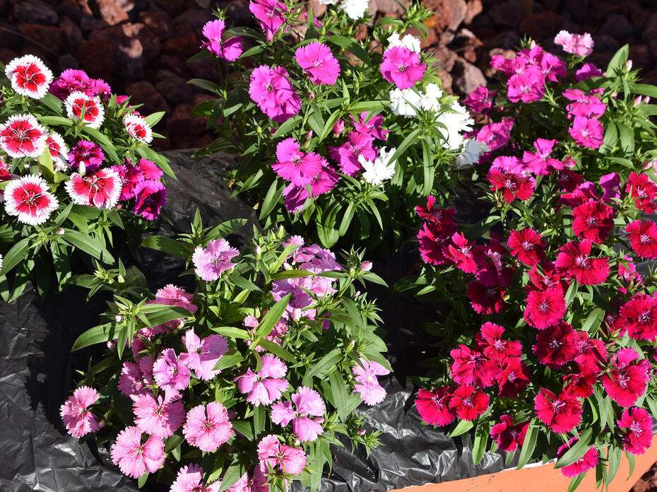 Different varieties of pink and white dianthus flowers.