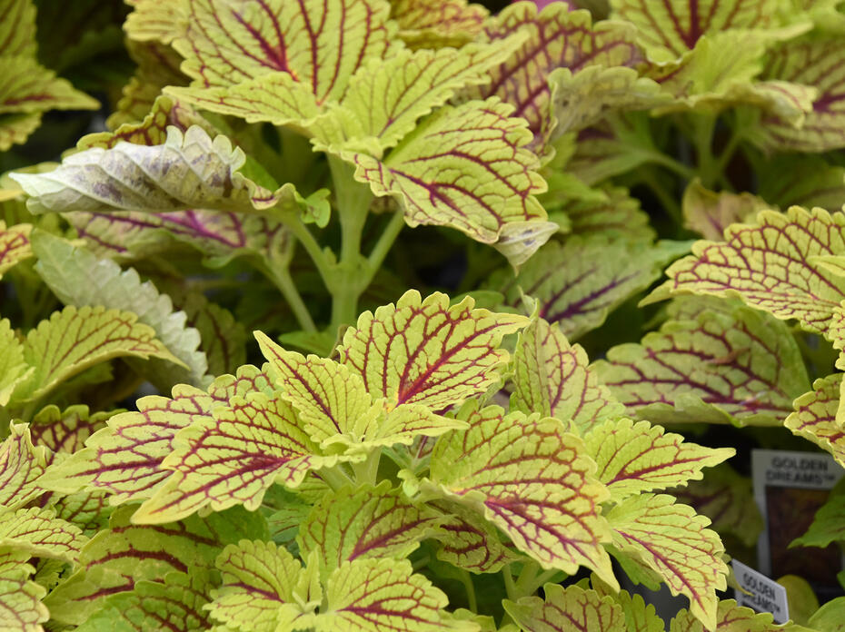 Maroon veins stand out on a sea of chartreuse leaves.