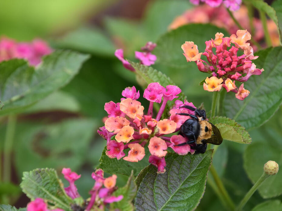 A bumblebee climbs on a single, pink-and-orange cluster of blooms.