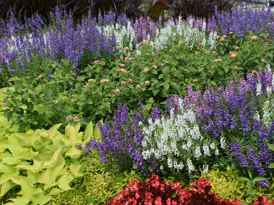 White and purple flower stalks are massed in a bed with a variety of pink flowers and different colors and shapes of green leaves.