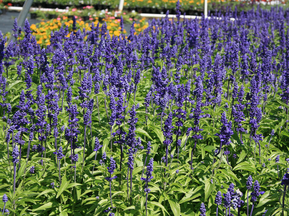 Scores of purple flower spikes rise from a bed of green foliage.