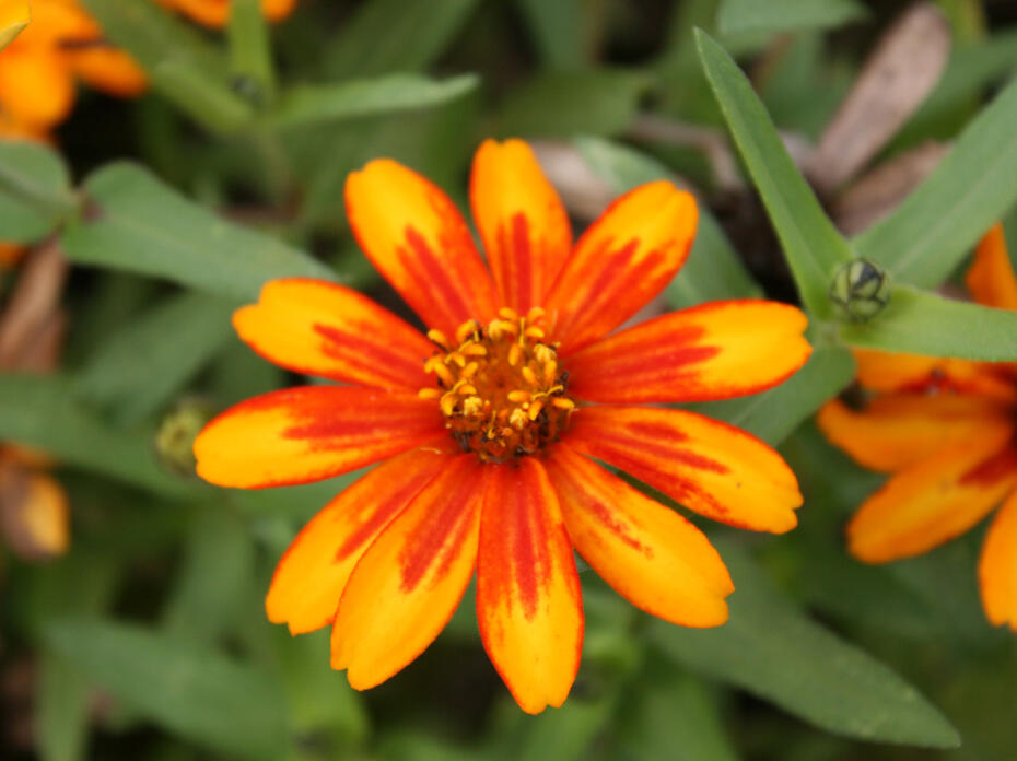 A single, orange bloom is open against a background of green.