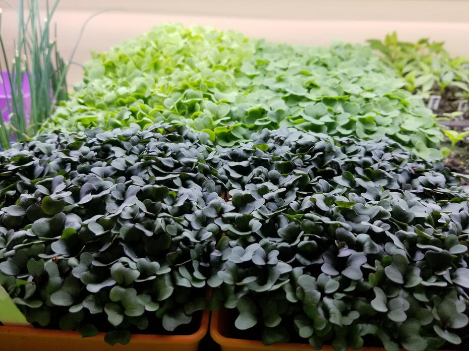 A carpet of tiny green and purple plants fill garden trays.