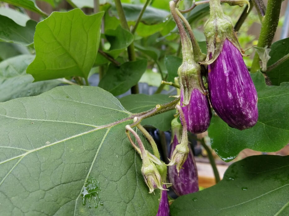 Tiny, purple eggplants grow on a vine.