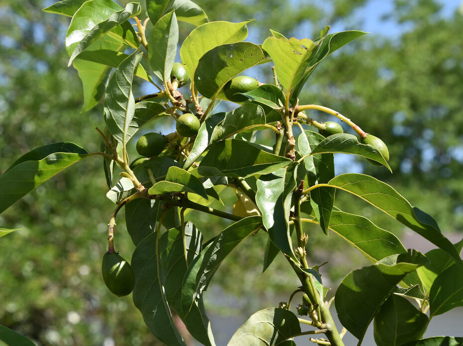 A small branch with green leaves has several small, green avacados growing from it.