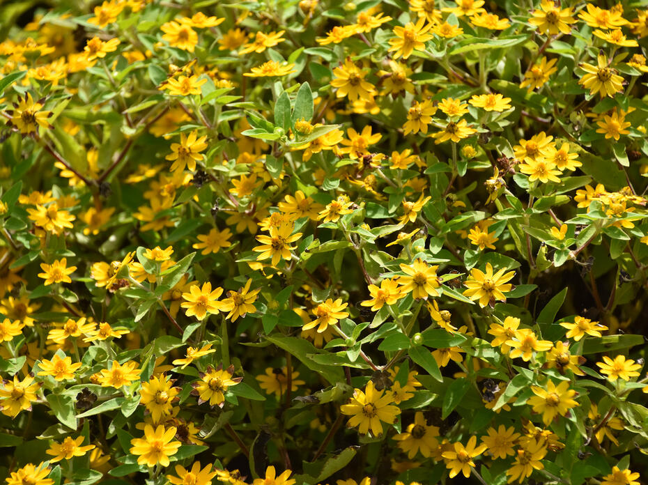 A green bush is covered in scores of yellow blooms.