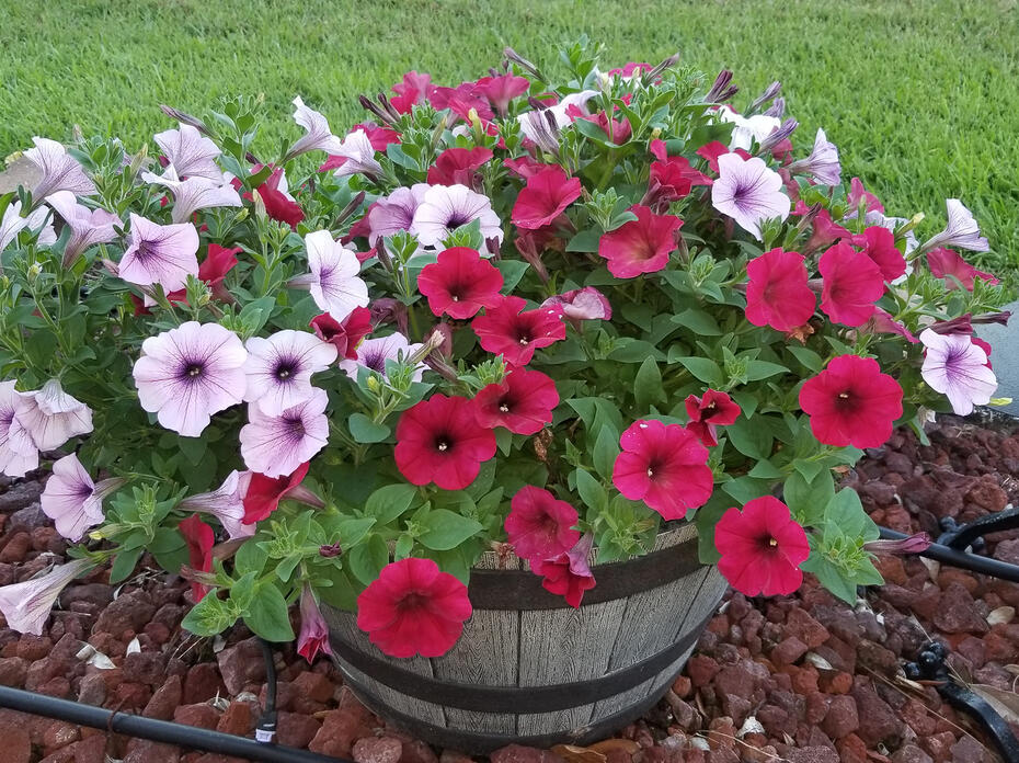Red and white flowers with purple centers cover a plant growing from a wooden barrel.
