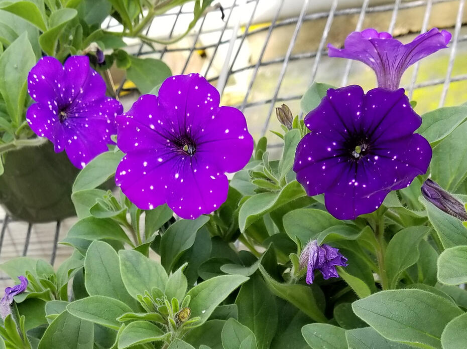 Individual purple flowers rise above the greenery placed on an open-grid surface.