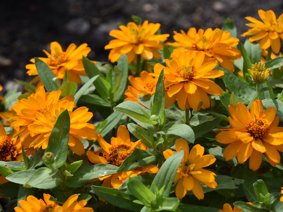 Orange blooms cover the top of a green plant.