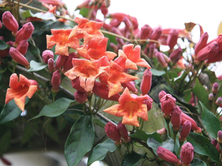 Trumpet-shaped orange flowers bloom on vines next to pink buds.