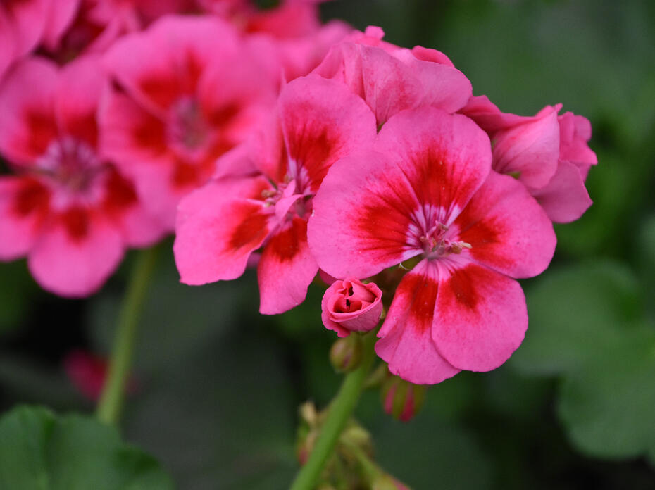 A cluster of pink flowers has dark-red centers.