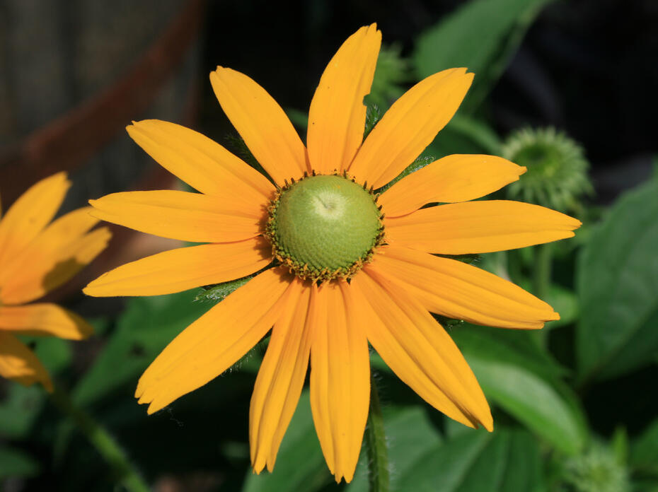 A single flower with yellow petals and a green center blooms above green foliage.