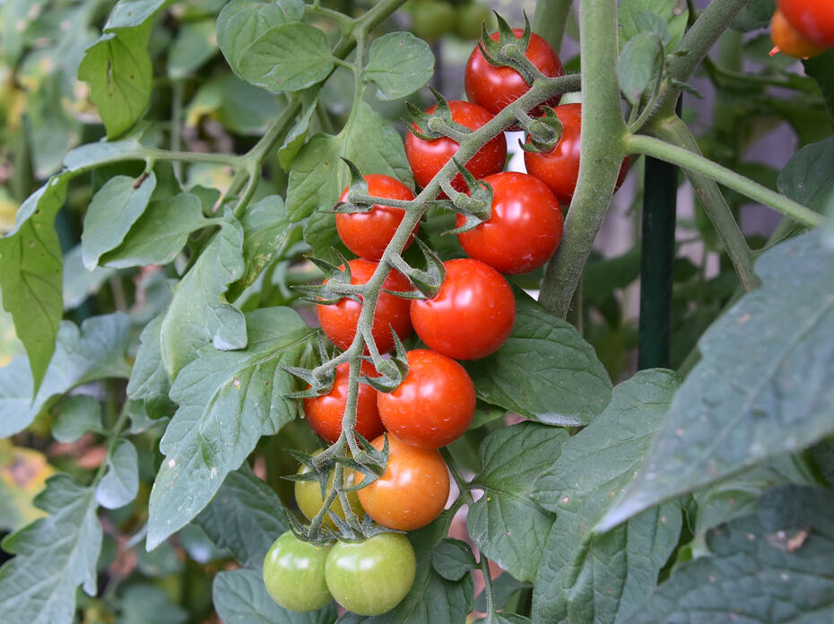 Tomatoes line a branch in two rows, with colors ranging from red to green.