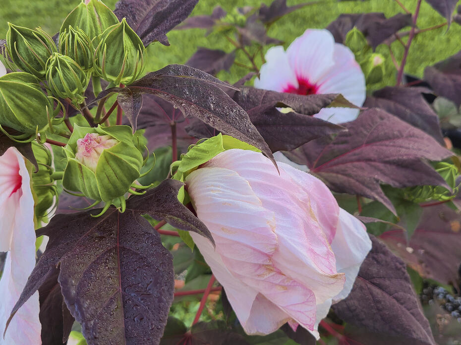 A cluster of unopened buds is seen next to blooms rising from burgundy foliage.
