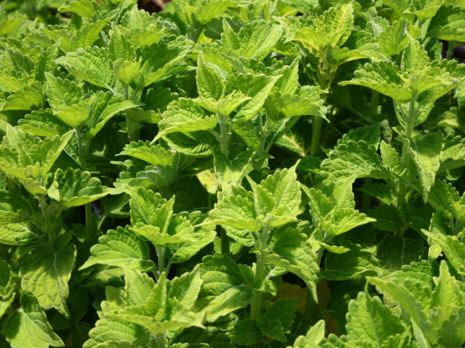 Bright-green leaves with ruffled edges fill the entire frame.