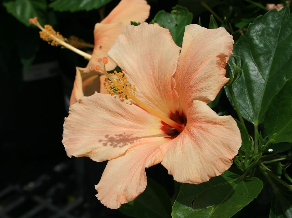 A large, peach-colored flower blooms wide open against dark-green leaves.