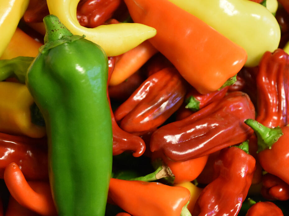A slender, green pepper sits atop a collection of yellow, red and orange peppers.