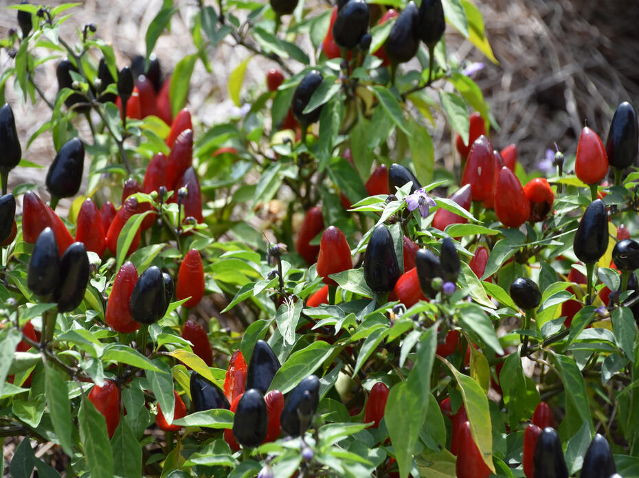 Red and black fruit rise vertically above green leaves.