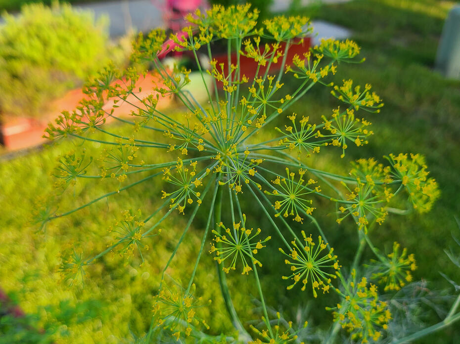 Small clusters of tiny flowers extend uniformly out from a wispy center stalk.