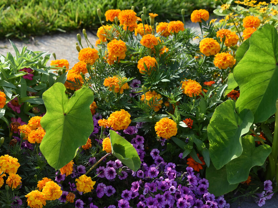 Round, orange blooms cover a plant in a landscape bed with purple blooms and large, green foliage.