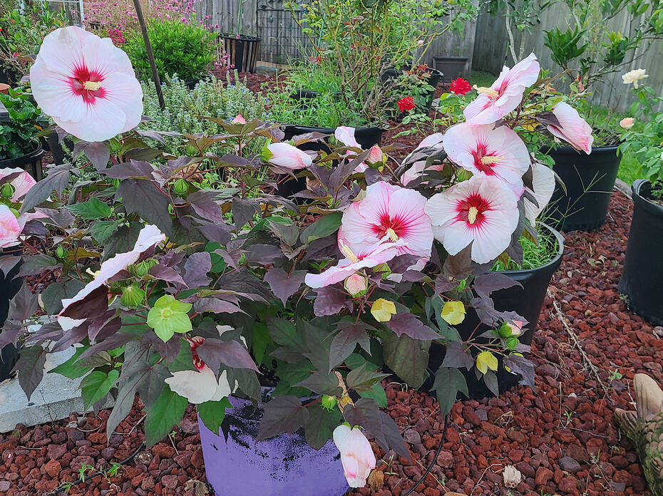A plant with dark, almost purple leaves has large, pink blooms with red centers.