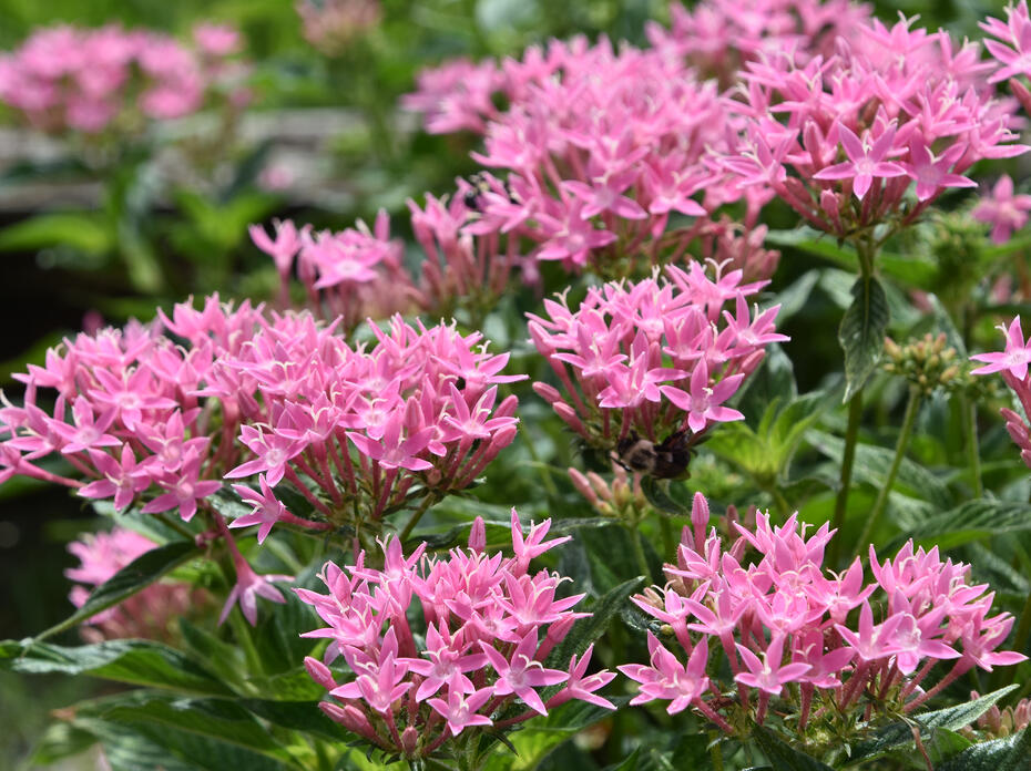 Dozens of pink flowers in clusters rise above green foliage.