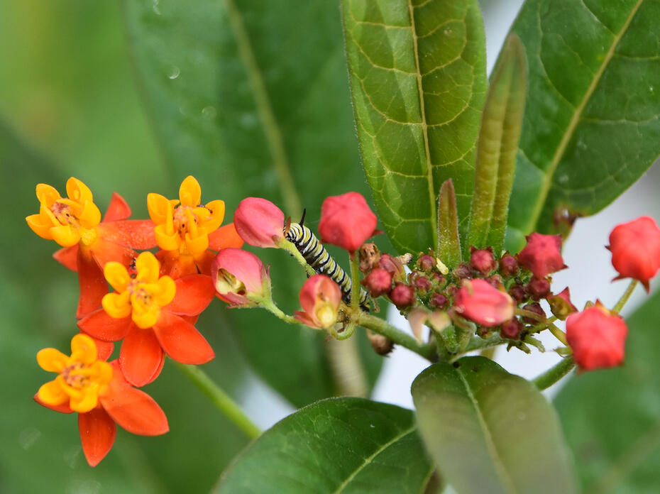 A yellow-and-black-striped caterpillar rests on a stem in a cluster of orange and yellow flowers.