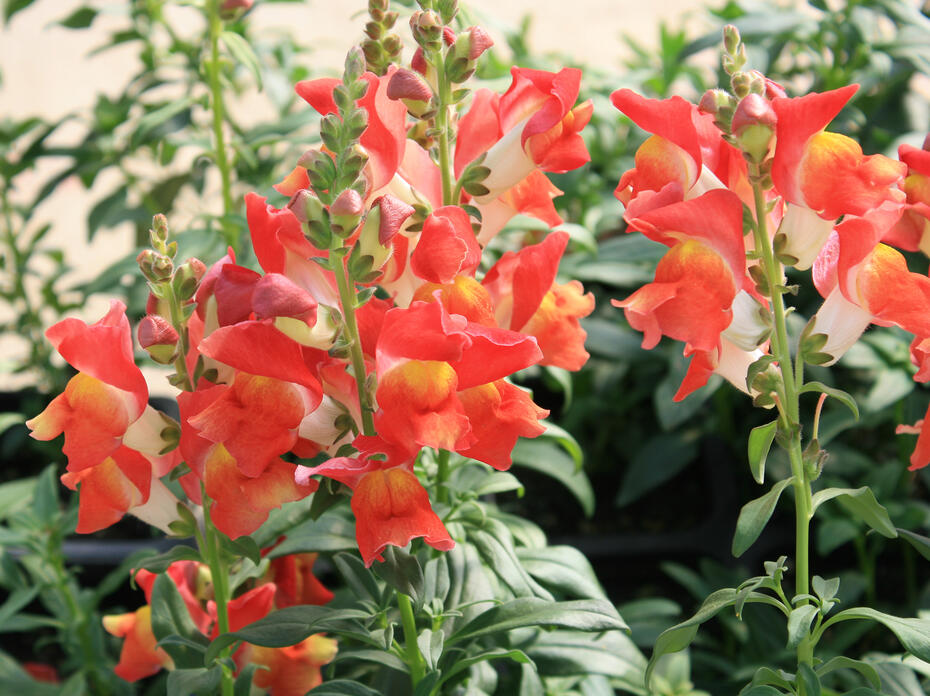Orange flowers are arranged in rows on vertical stems.