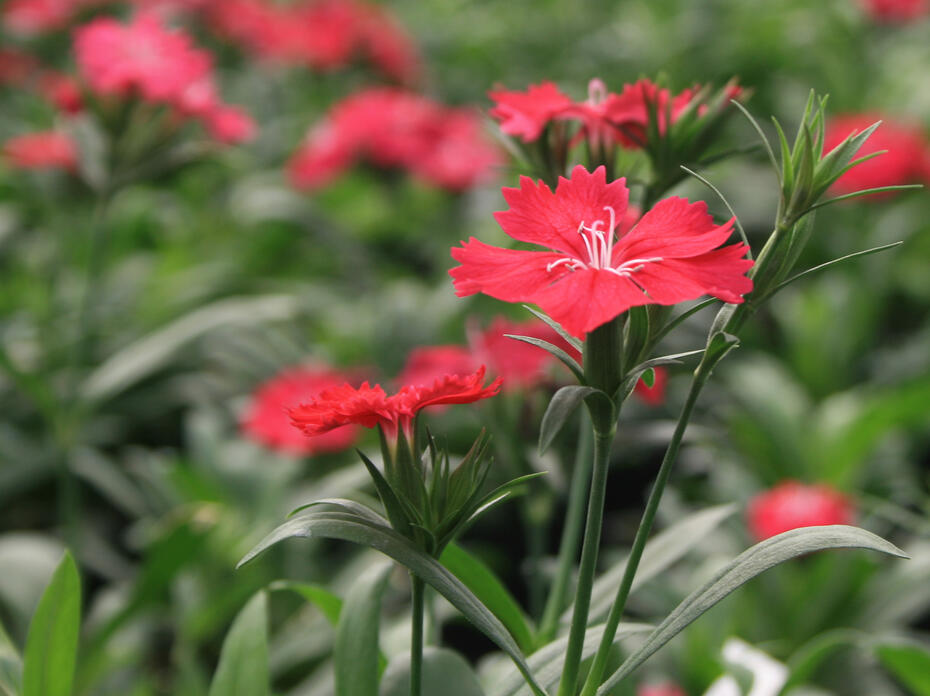 An individual red bloom is in focus in front of other, scattered red blooms.