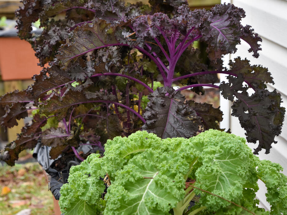 Plants with ruffled, purple leaves and ruffled, green leaves.