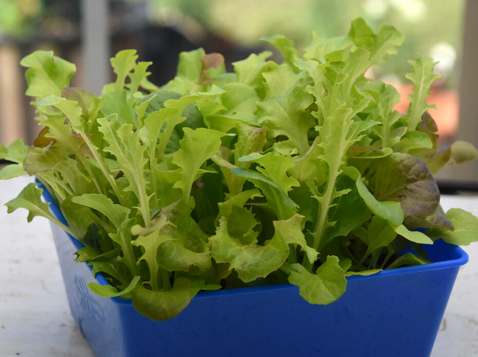 Small, leafy greens grow in a blue container.