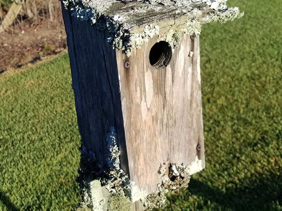 Ruffled edges of lichen cover the top of a wooden birdhouse.