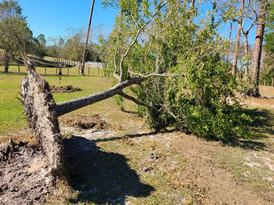  A tree lays on the ground with its entire root system exposed.